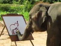 Un elefante pinta un elefante. Ingenio animal, mejor que muchos....